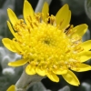 Abriachan Nurseries - senecio littoralis - wooly ragwort